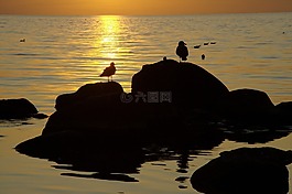 海岸,海,海鷗
