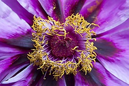 牡丹,花,性質(zhì)