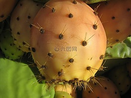 仙人球,榕籼稻,仙人掌