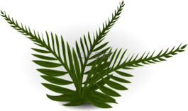 蕨类植物,绿色,植物