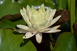 睡蓮,水生植物,湖玫瑰