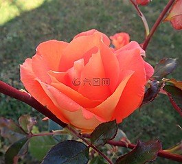 花園,玫瑰,花瓣