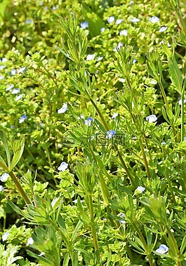 野花,春天,绿