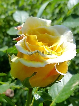玫瑰,維琪,花蕾
