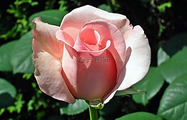 花,性質(zhì),玫瑰