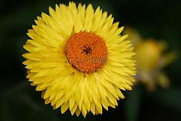 花,花卉,黃色