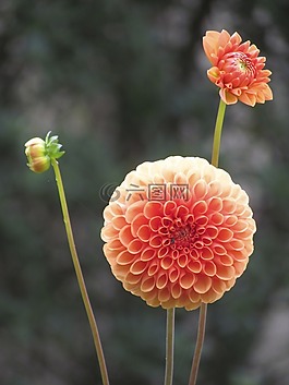 性質(zhì),花,植物