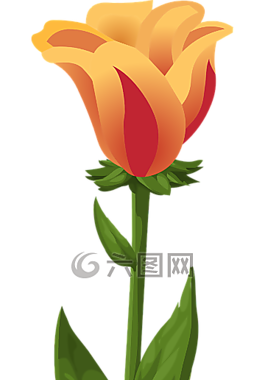 郁金香,植物,鲜花
