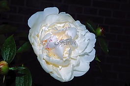 花,開花,牡丹