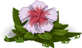 花,植物,白