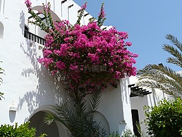 blumenstock,粉紅色,鮮花
