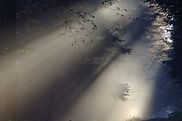 陽光,霧,秋季