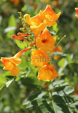 美國(guó),亞利桑那,沙漠
