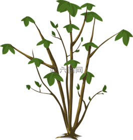 植物,葉子,綠色
