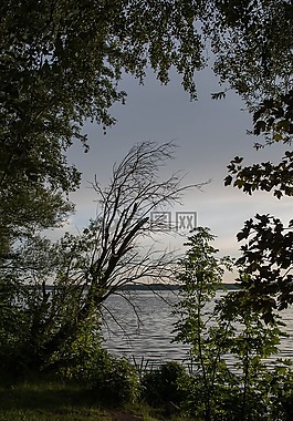 樹,性質(zhì),木