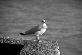 海鷗,鳥,動物區(qū)系