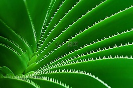 綠色,自然,植物學