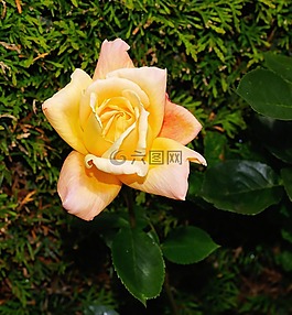 花,開花,玫瑰