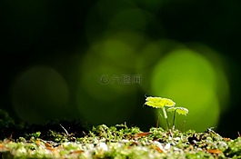 葉子,葉,苔