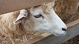 羊,羊肉,動物