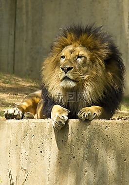 獅子,動(dòng)物園,動(dòng)物