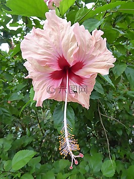 花,热带,丛林