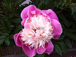 粉紅色,花,開花