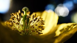 花,廠,性質(zhì)