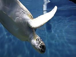 海龜,海洋世界,旅行