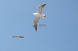 海鷗,天空,昆明