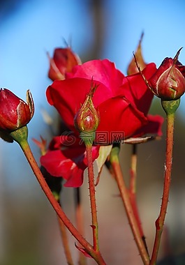 ros,鲜花,花卉