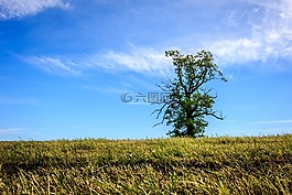 樹,單,綠色