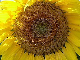 太陽花,花,開花
