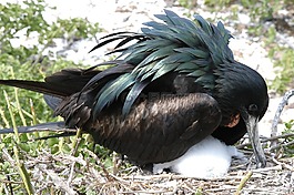 鳥(niǎo),加拉帕戈斯,巢