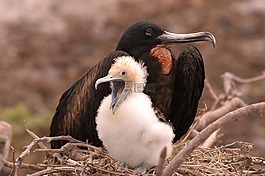 鳥(niǎo),加拉帕戈斯,fregate