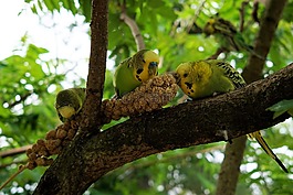 便宜,鳥,長尾鸚鵡