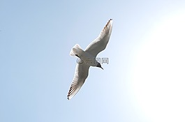 海鷗,天空,昆明