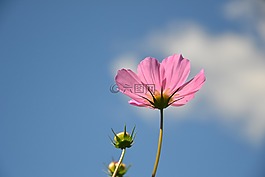 科斯梅亞,花卉,植物