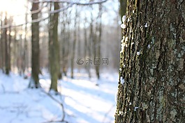 冬天,雪,森林樹木