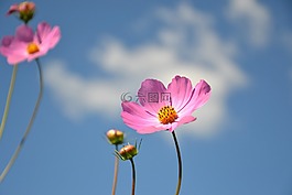 科斯梅亞,花卉,植物