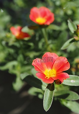 花,紅,性質(zhì)