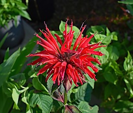 蜜蜂香膏,花,开花