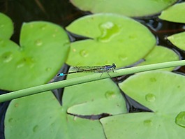 蜻蜓,水生植物,性質(zhì)