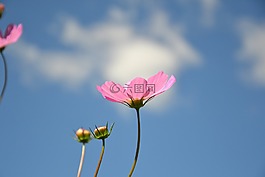 科斯梅亞,花卉,植物