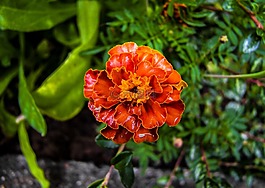 花卉,万寿菊,夏季