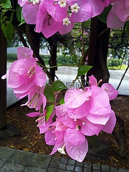 鮮花,野花,bougainvillaea 花開(kāi)花