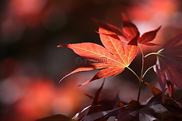 秋季,葉子,森林