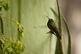 鳥,動(dòng)物,性質(zhì)