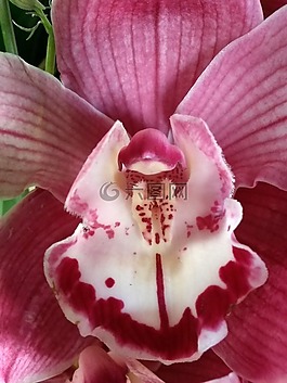 花,粉紅色,紫色