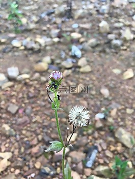 螞蟻,蒲公英,特寫
